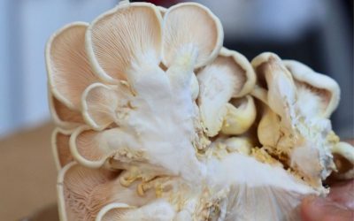 Farm-to-Table in Manly: Why We Source Ruby Creek Mushrooms from Wellington Point