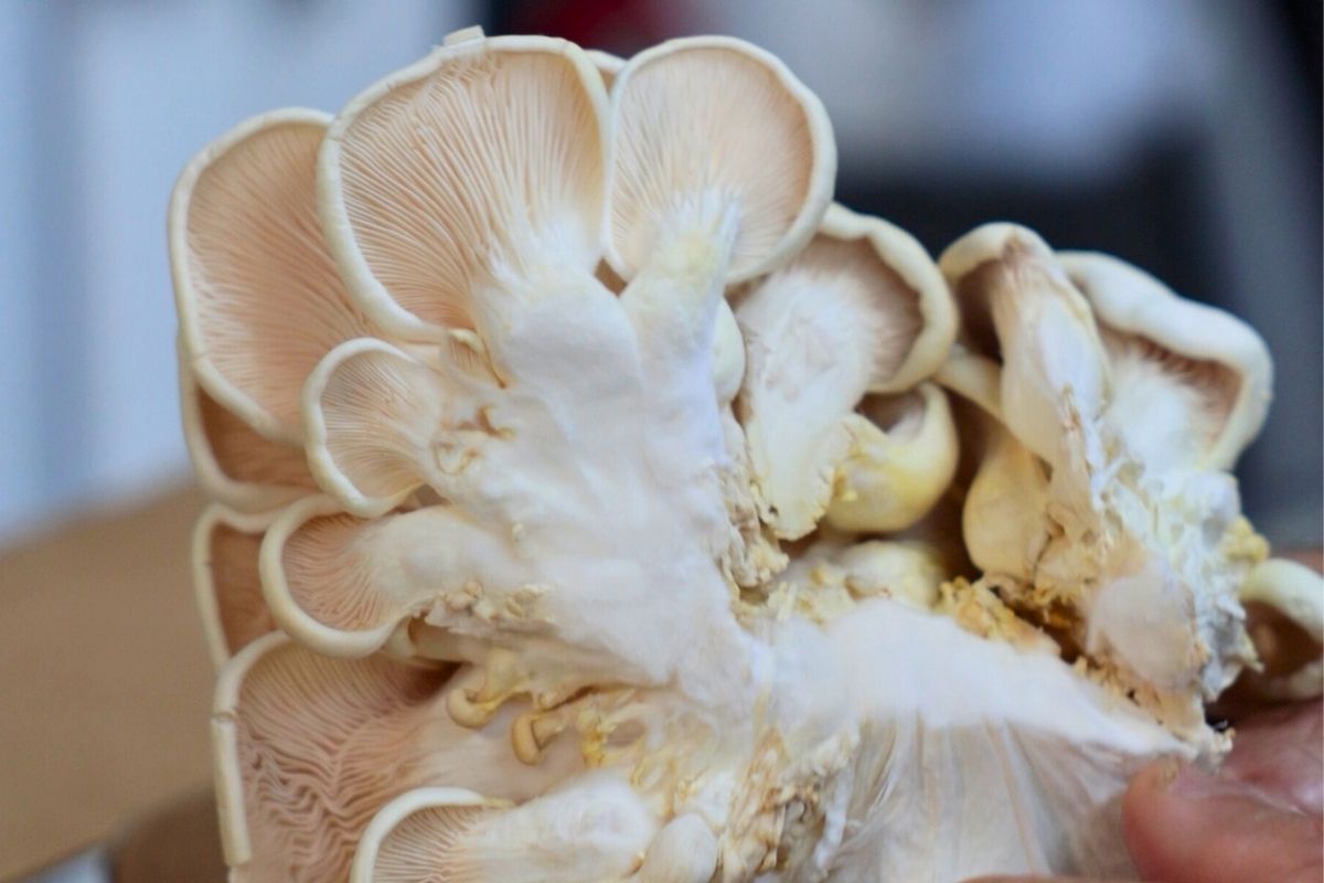 ruby creek mushrooms at groundhog social manly brisbane